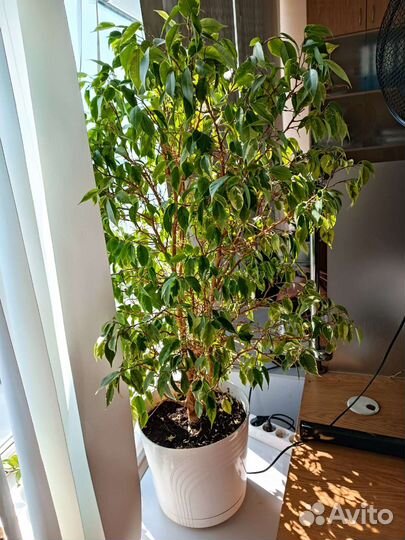 Фикус бенджамина пестролистный