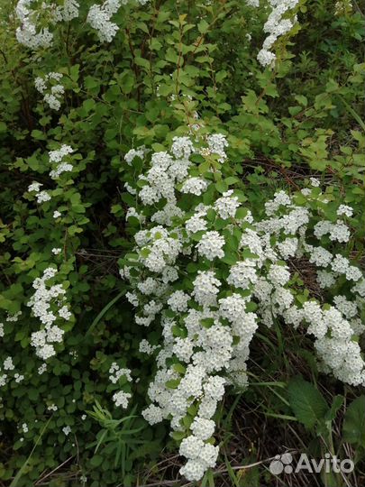 Саженцы декоративных деревьев и кустарников