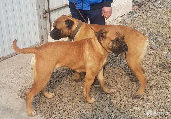 Вязка Бульмастиф