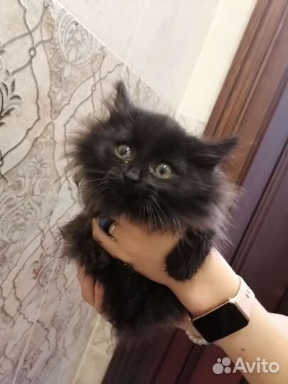 Сибирский котенок девочка