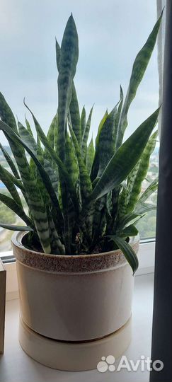 Сансевиерия