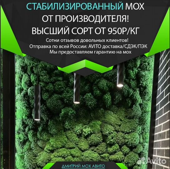 Стабилизированный мох ягель боровой, от поставщика