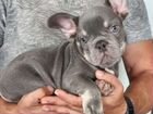 Французский бульдог щенок лиловый подпал объявление продам