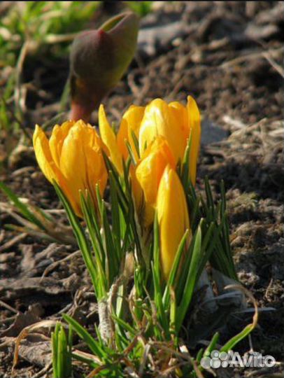 Canon PowerShot S5 IS