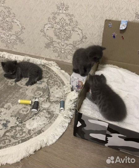 Отдам котят девочек в добрые руки