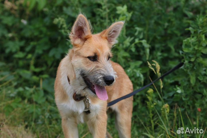 Крупный щенок