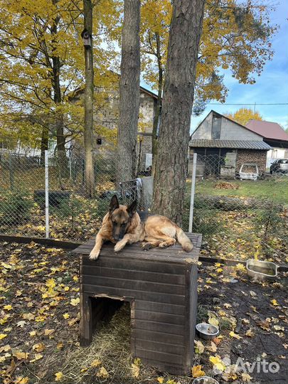 Вязка кобель немецкая овчарка