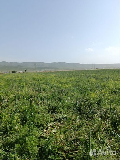 Лук репчатый оптом