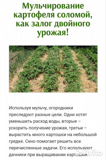 Солома в тюках с доставкой