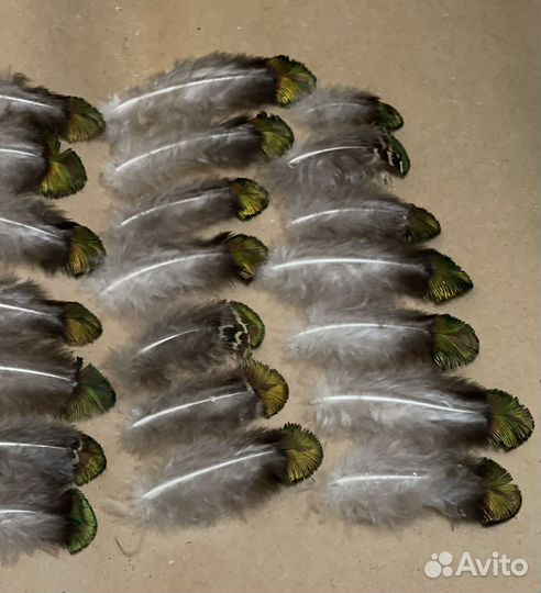 Перо павлина