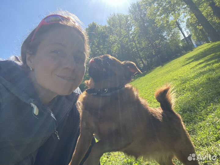 Зоотакси Стая песиков