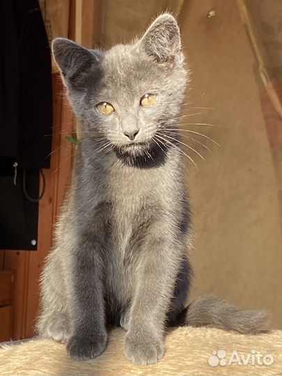 Котята 2месяца
