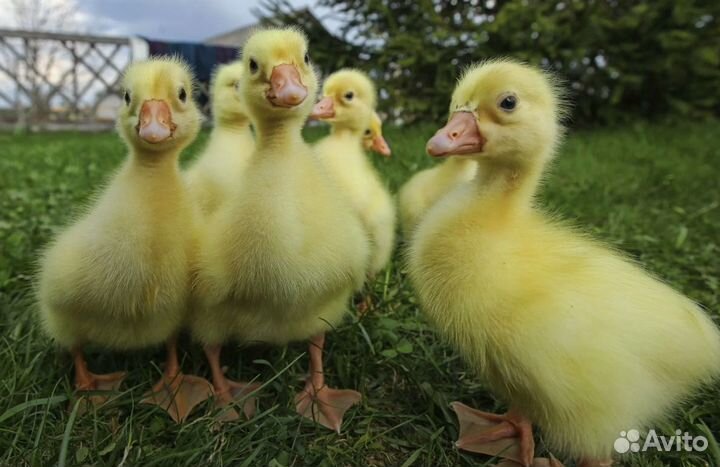 Утята, муларды, гусята