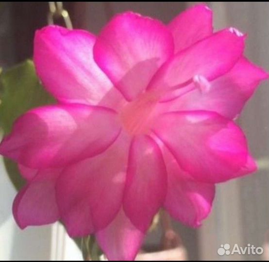 Декабрист шлюмбергера