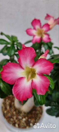 Мини adenium