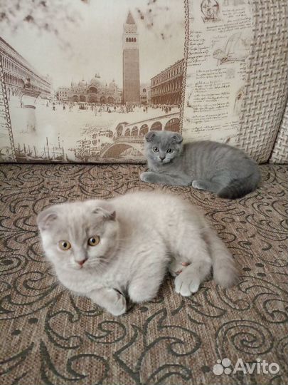 Котята британцы в Кашире