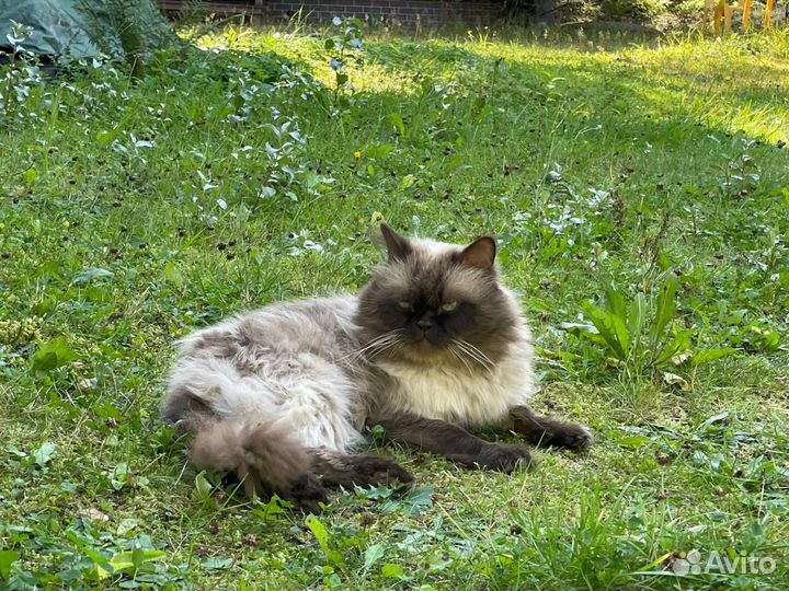 Кот в добрые руки