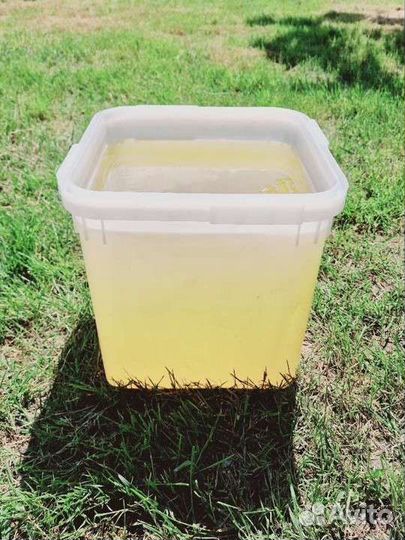 Мед Белой акации и майский свежайший