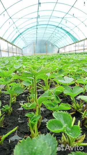 Рассада ремонтантной клубники