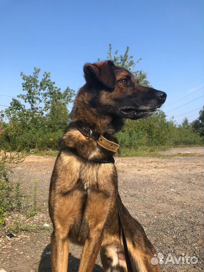 Дружок - собака, которая будет настоящим Другом