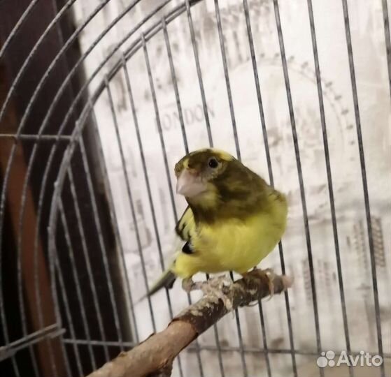 Канарейка с клеткой