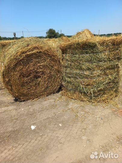 Сено люцерны в тюках