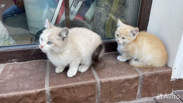 Отдам бесплатно