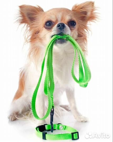 Передержка для собак