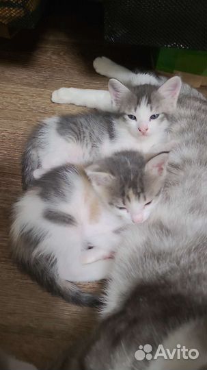 Котята в добрые руки