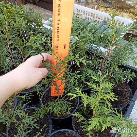 Саженцы туя брабант для изгороди