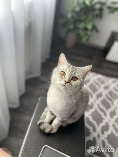 Британская кошка бесплатно