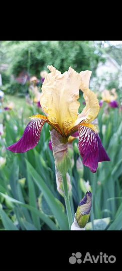Крупные цветущие ирисы германские (бородатые)