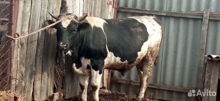 Бык производитель
