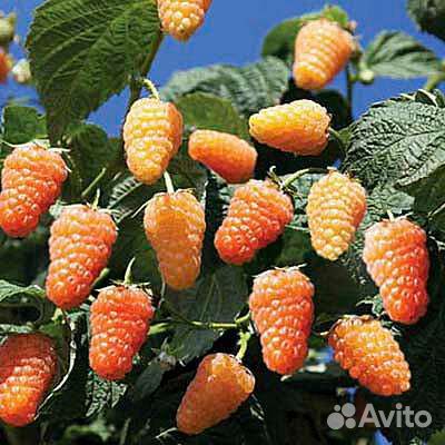 Ремонтантная малина Оранжевое Чудо. Геракл