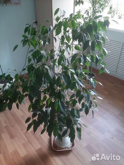 Фикус Бенджамина плетеный 1,5м