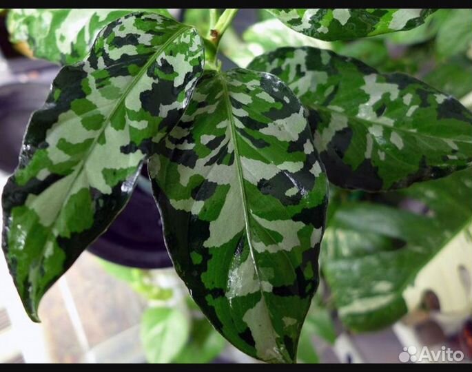 Аглаонемы Сортовые