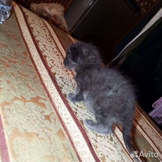 Котёнок