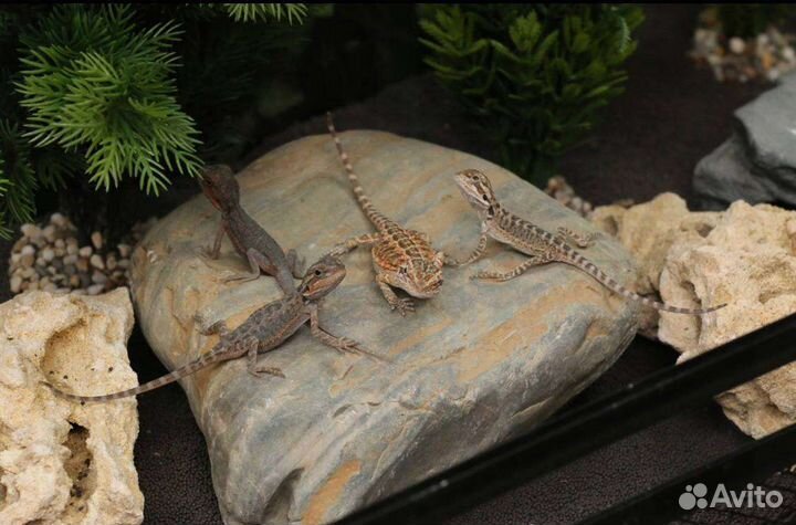 Отель передержка рептилий