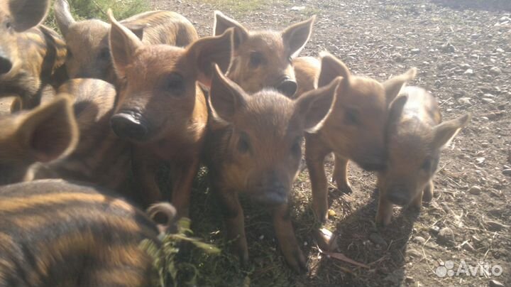 Поросята