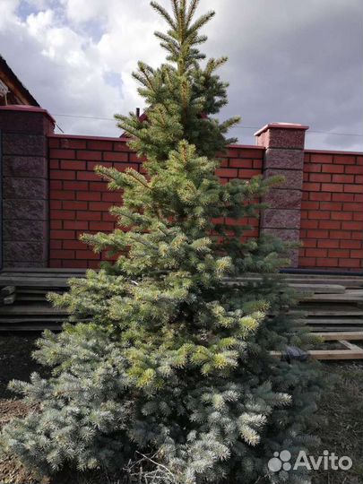 Саженцы ель голубая