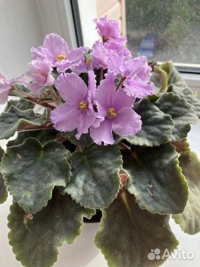 Фиалки махровые