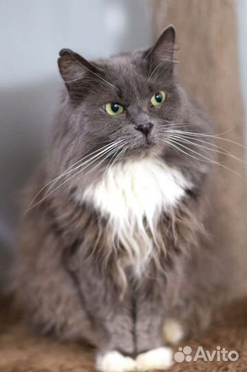 Кошка кот бесплатно в добрые руки отдам