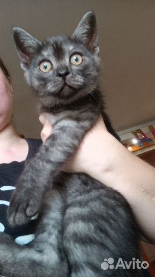 Кошка