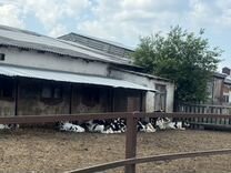 Эко молочная ферма с производством кормов на 900 Г