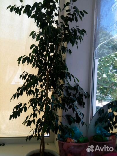 Напольные цветы