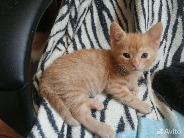 Кошка в дар