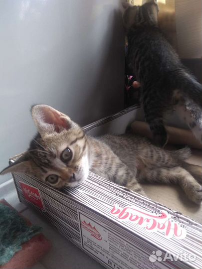 Отдам в добрые руки котят