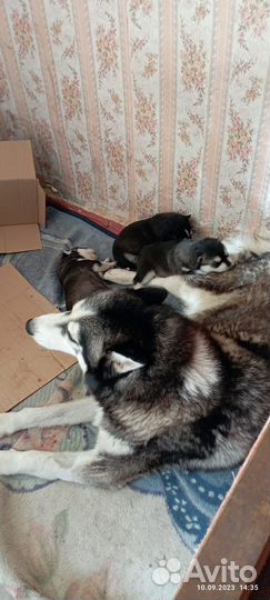 Хаски ищут дом