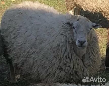 Баран на племя