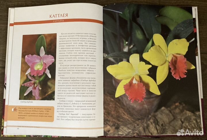 Книга Пелевин Мураками